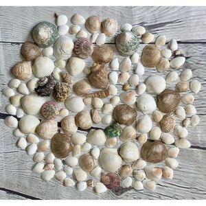 Variety Of Seashells